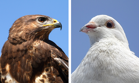 Hawk / Dove Cheat Sheet